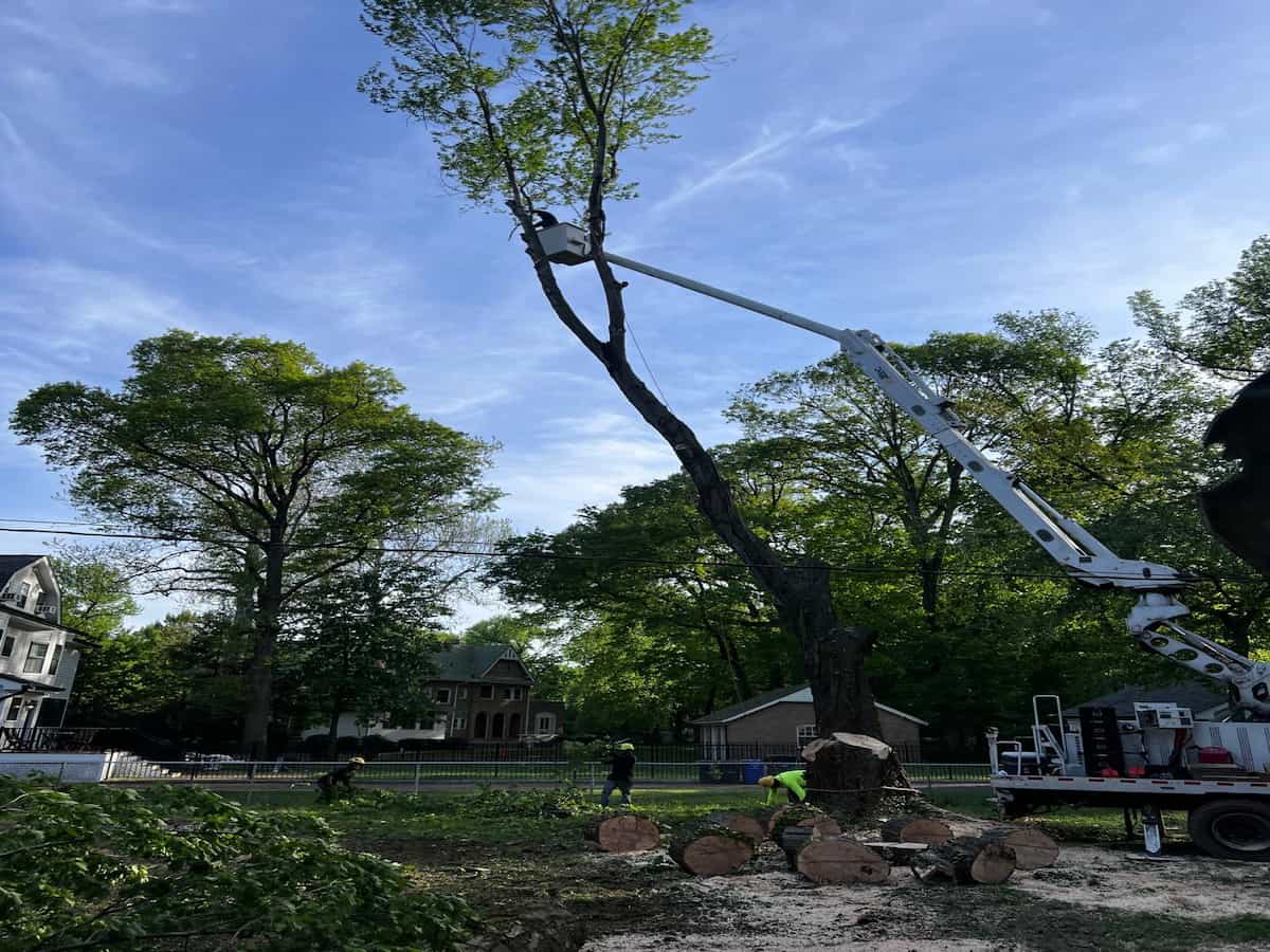 Tree Services in Maplewood, NJ