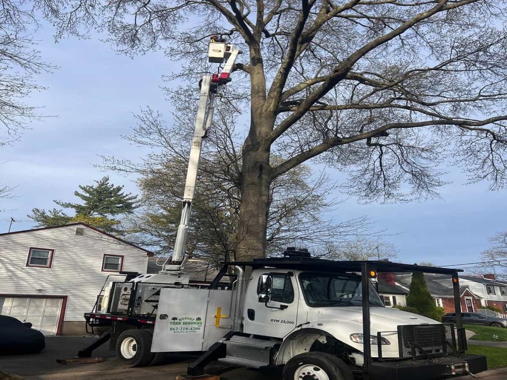 Tree Trimming