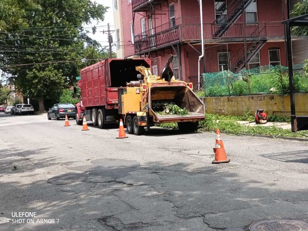 Wood Chipping & Disposal – Robert Tree Services, LLC